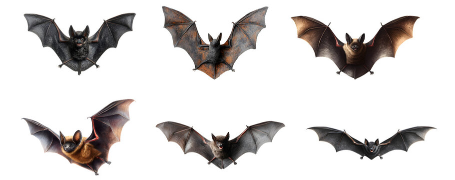Flying bats set isolated on a transparent PNG background, white background, cut out