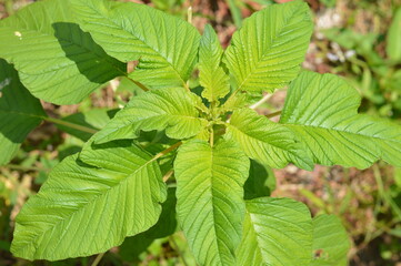 Amaranthus hybridus, or green amaranth, is a wild plant with broad green leaves, upright growth, and edible foliage, valued in agriculture, food traditions, and ecological resilience.