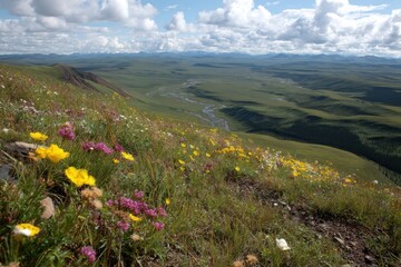 Hillside Wildflower Meadow Overlooking a Green Valley