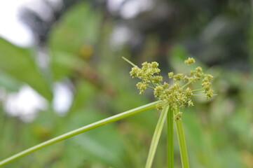 Cyperus difformis L., the smallflower umbrella sedge, is a slender rice field weed with pale green to brown umbrella-shaped flowers, thriving in flooded soils.
