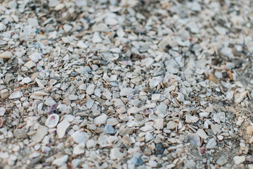 Closeup of white broken seashells in the sand on the beach
