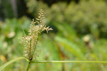 Yellow nutsedge flower detail in outdoor field, highlighting texture, bloom, and natural growth with sunlight and blurred greenery.