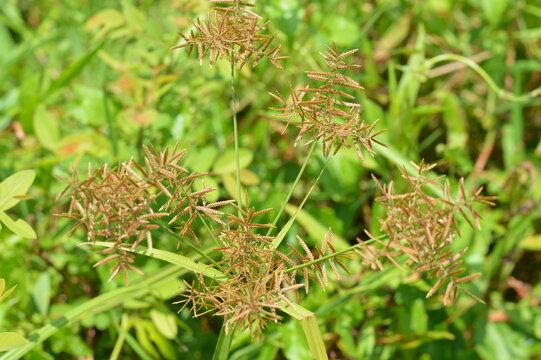 Detailed shot of Cyperus rotundus in natural light, highlighting brown seed clusters and grassy texture, perfect for botany, farming, and environmental use.