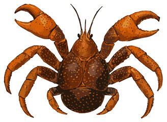 Birgus latro top view illustration