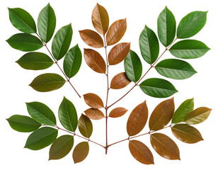 Top-Down Perspective of Alternating Green Leaves on Branch, Isolated on Transparent Background