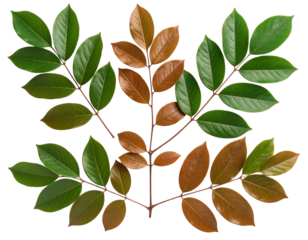 Top-Down Perspective of Alternating Green Leaves on Branch, Isolated on Transparent Background
