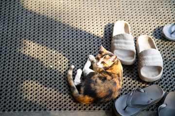 A calico cat sleeps with a shoe and enjoys the morning sunlight.