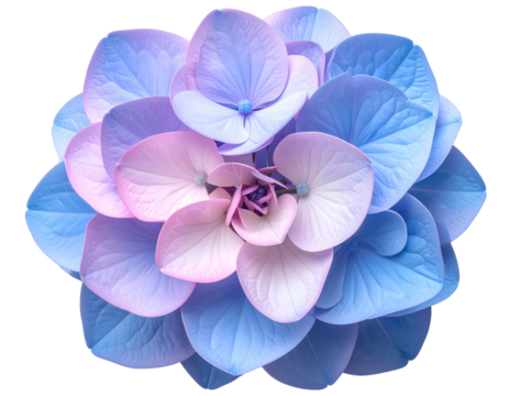 Top-Down Hydrangea Bloom Arrangement, Soft Gradient Petal Colors, isolated on transparent background PNG