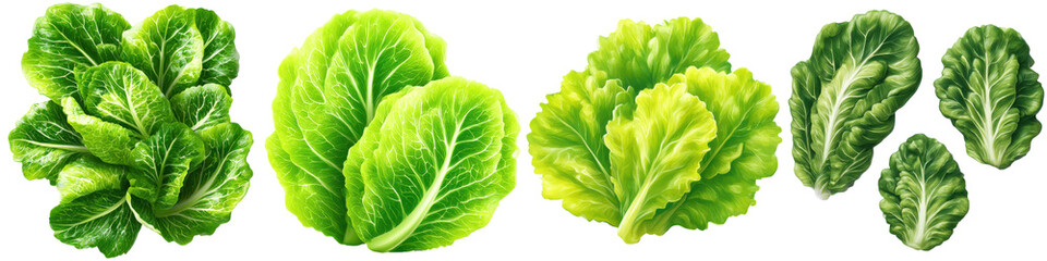 Fototapeta premium Fresh and vibrant green lettuce assortment, perfect for salad, isolated on transparent background
