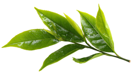 Decorative floral egg isolated on transparent background