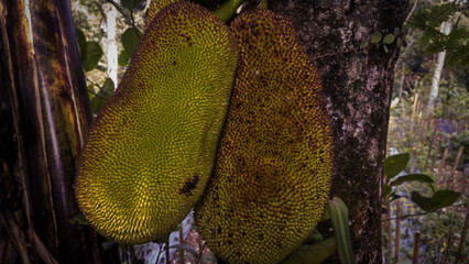 Jackfruit on the tree