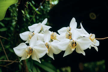 Ethereal White Orchids Blooming in Tropical Garden