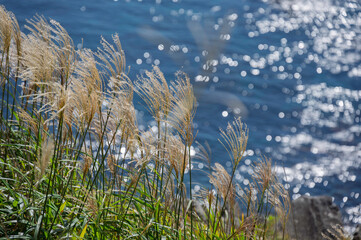 立待岬からの眺め