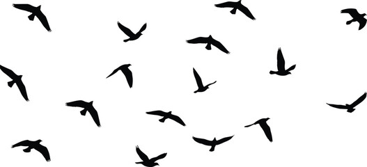 Black silhouettes of flying birds flocking in the clear white sky, representing freedom, migration, and unity, isolated graphic design element background