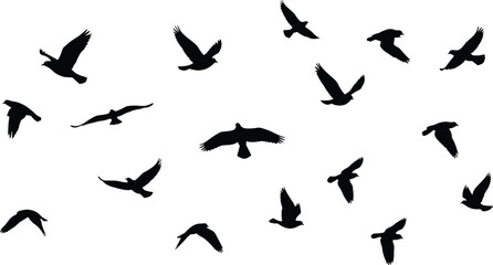Flying birds silhouette flock in sky isolated on white background, group of migratory birds flying together freedom concept, nature wildlife wallpaper graphic