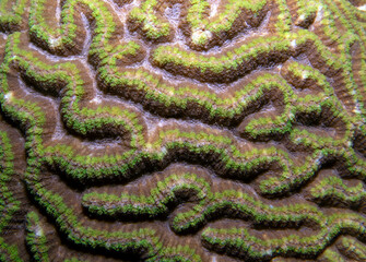 Goniastrea favulus coral in a shallow reef Boracay Island Philippines