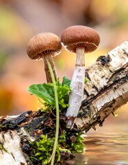 Two brown mushrooms sprout from mossy birch branch near water, autumnal background