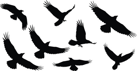 Flying bird silhouettes in motion, black crow shadow vector illustration, wildlife animals in flight, nature artwork isolated on white background