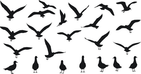 Seagull silhouette collection, flying birds vector, seabird artwork, coastal wildlife illustration, ocean gulls, perched bird design, marine animal, nature art