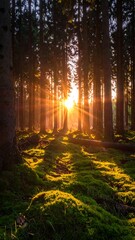 Sun rays pierce through a dense forest, illuminating a mossy forest floor