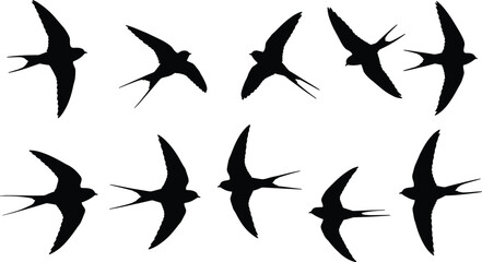 Swallow bird silhouettes, flying swallow vector, bird in flight illustration, nature animal design, swallow flock artwork, wildlife silhouette collection, wings spread