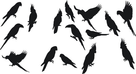 Parrot silhouette vector set, tropical bird, cockatoo, macaw, exotic parrot artwork, flying bird, perched parrot, wildlife nature illustration