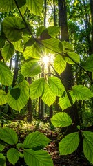 Sunlight filtering through vibrant green leaves in a lush forest, creating a starburst effect