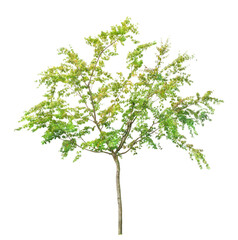 イロハモミジ　7月撮影