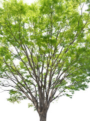 見上げたケヤキの樹木