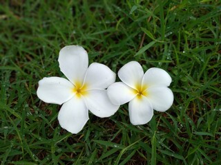 Close up of White frangipani  flower fallen on the grass in the morning