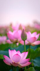 Obraz premium Pink lotus flower and water lily blossom in the pond, a beautiful display of nature and beauty