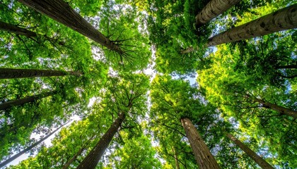 Lush green forest canopy viewed from below