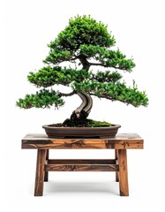 A bonsai pine tree on a wooden stand