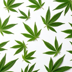 Fresh green cannabis leaves arranged on a white background