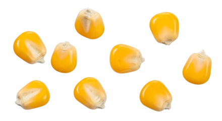 A collection of ten yellow corn kernels scattered and isolated on a transparent background