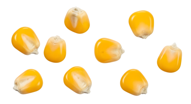 A collection of ten yellow corn kernels scattered and isolated on a transparent background