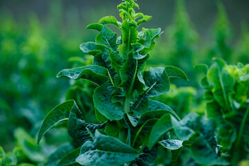 Green stem lettuce crops in the field