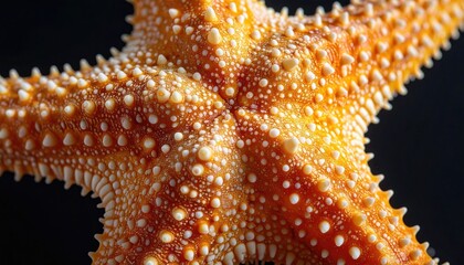 Close-up of a starfish's textured surface