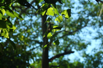 Bright sunlight illuminating thin green leaves hanging down from a lush forest canopy
