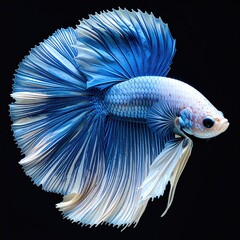 Vibrant blue and white betta fish against black