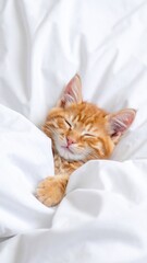 A ginger kitten nestled in white sheets