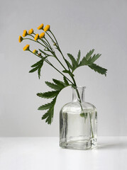 A twig of tansy with flowers and leaves in a small glass vase. Minimalist high-key still life.