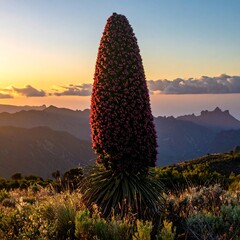 Tall flowering plant at sunset, silhouetted against a mountain range