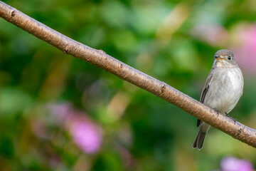 枝にとまるコサメビタキ
