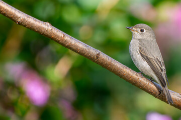 枝にとまるコサメビタキ