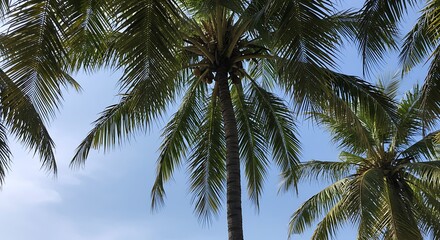 Obraz premium Palm trees against a light sky
