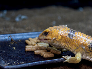 餌を食べるピーターズバンデッドスキンク