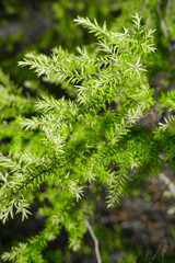 Close-up of fresh green pine-like leaves illuminated by sunlight, highlighting natural texture, soft needles, and the vibrant energy of foliage in a peaceful outdoor environment.