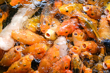 Colorful koi fish swarm in clear pond water, opening mouths eagerly while competing for food, creating a lively scene that reflects vitality, abundance, harmony, and the beauty of aquatic life.