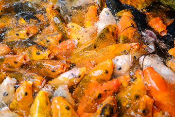 Colorful koi fish swarm in clear pond water, opening mouths eagerly while competing for food, creating a lively scene that reflects vitality, abundance, harmony, and the beauty of aquatic life.